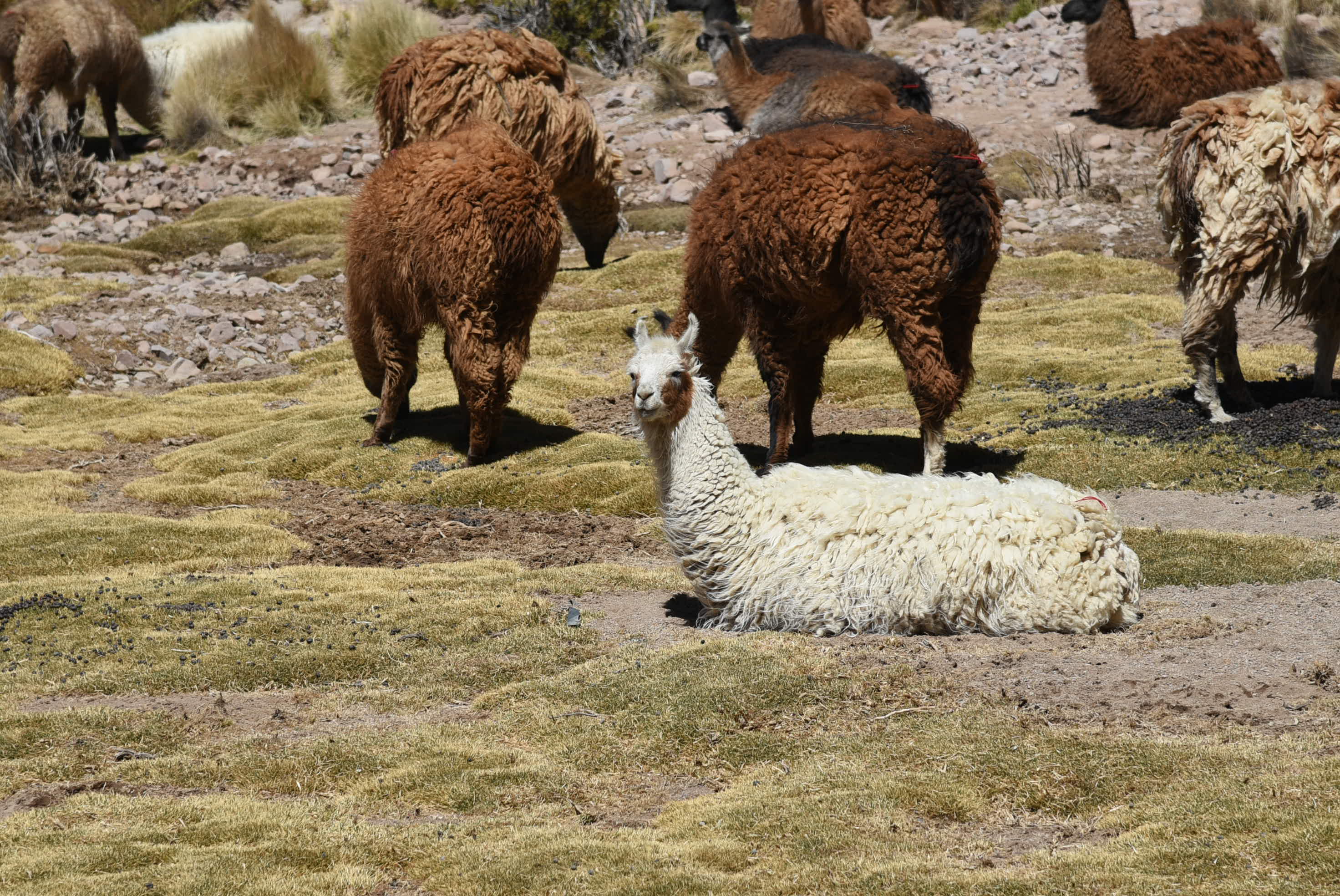 More Adventures in Bolivia – Potosi and Uyuni